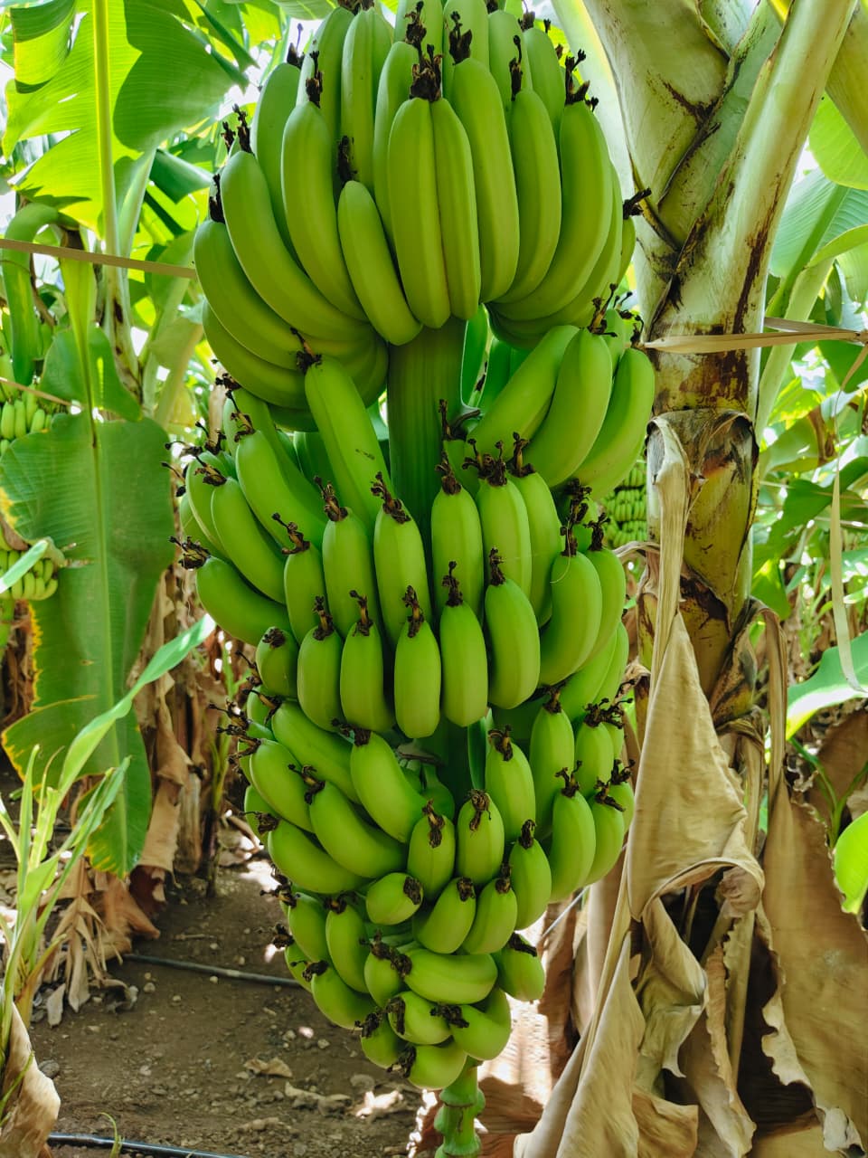Fresh produce ready for export