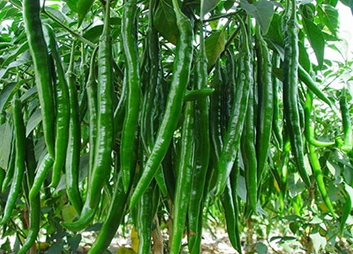 Sun-Dried Indian Red Chillies