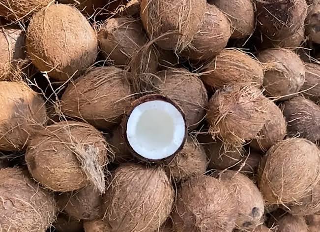 Fresh Semi-Husked Mature Coconuts